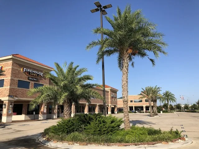 Palm trees along Kingsland Boulevard in Katy, Fort Bend County, Texas