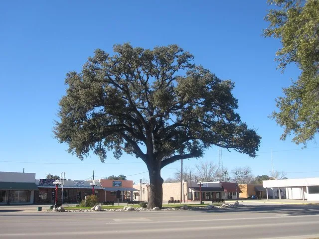 Oak tree in Pleasanton, TX