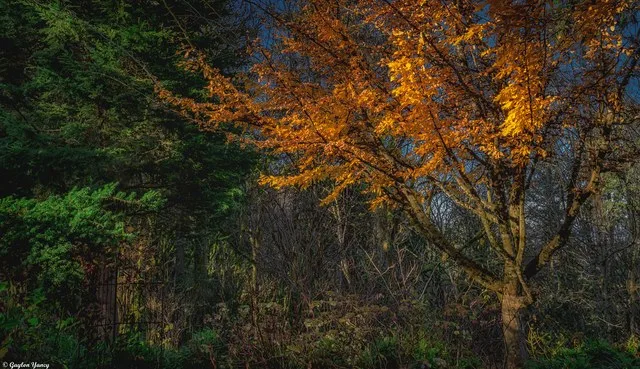 Pittock Christmas Mansion (PDX) Fall Colors