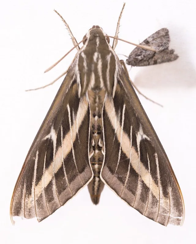 White-lined Sphinx. South Elk Ridge, San Juan County, Utah