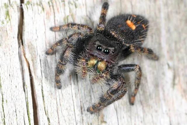 296/365 Bold Jumper - Phidippus audax, Haymarket, Virginia, October 24, 2021