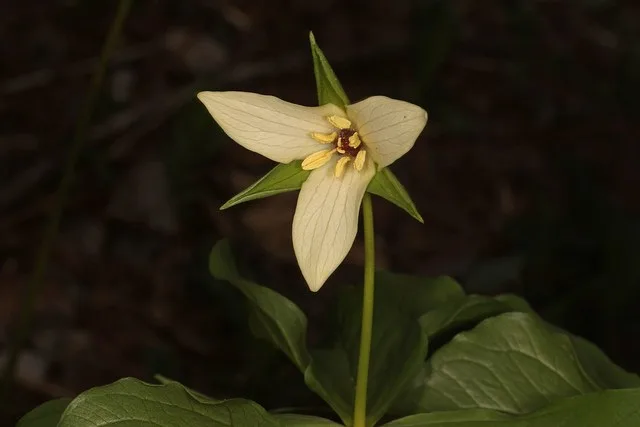 Trillium species, Jones Preserve, Washington, Virginia, April 21, 2022