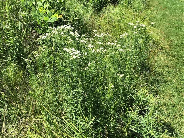 Virginia mountain mint (Pycnanthemum)