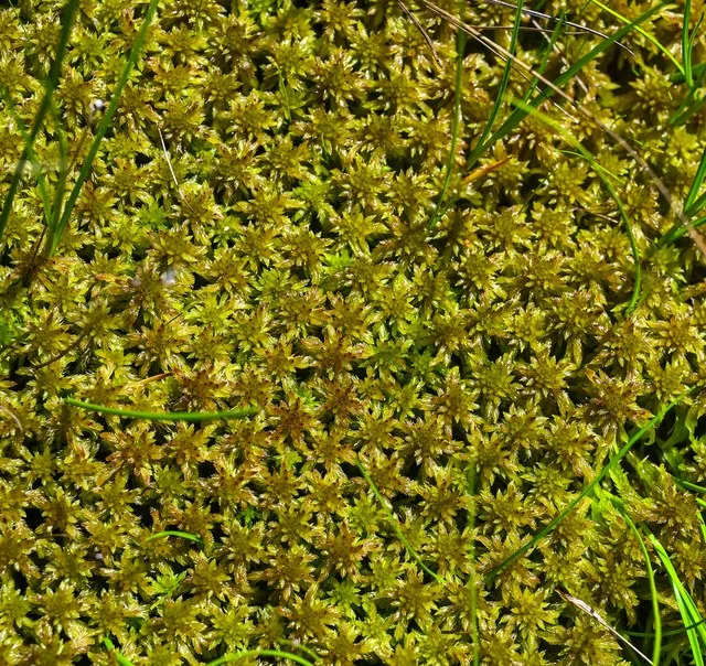 Sphagnum Moss (Sphagnum sp.)