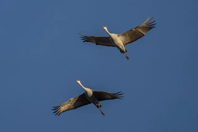 Sandhill Cranes at Crex Meadows in Grantsburg, Wisconsin