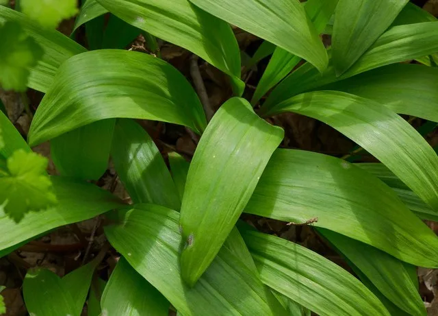 Wild Leek (Allium tricoccum)