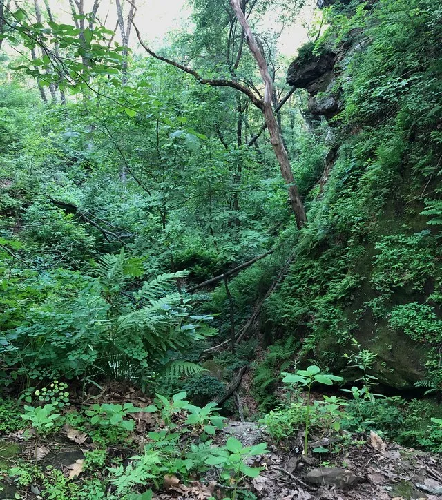 Gorge and cliff, Ridgeway, Wisconsin