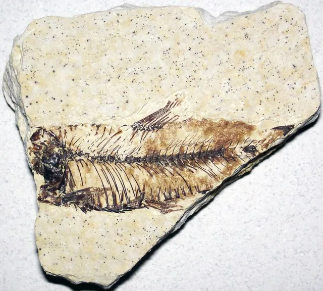 Fossil fish (Fossil Butte Member, Green River Formation, Lower Eocene; Ulrich's Fossil Quarry, west of Kemmerer, Wyoming, USA) 5